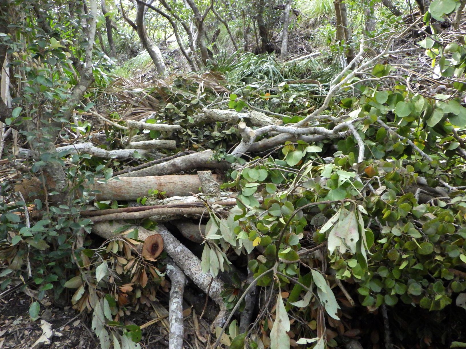 木を集積している様子