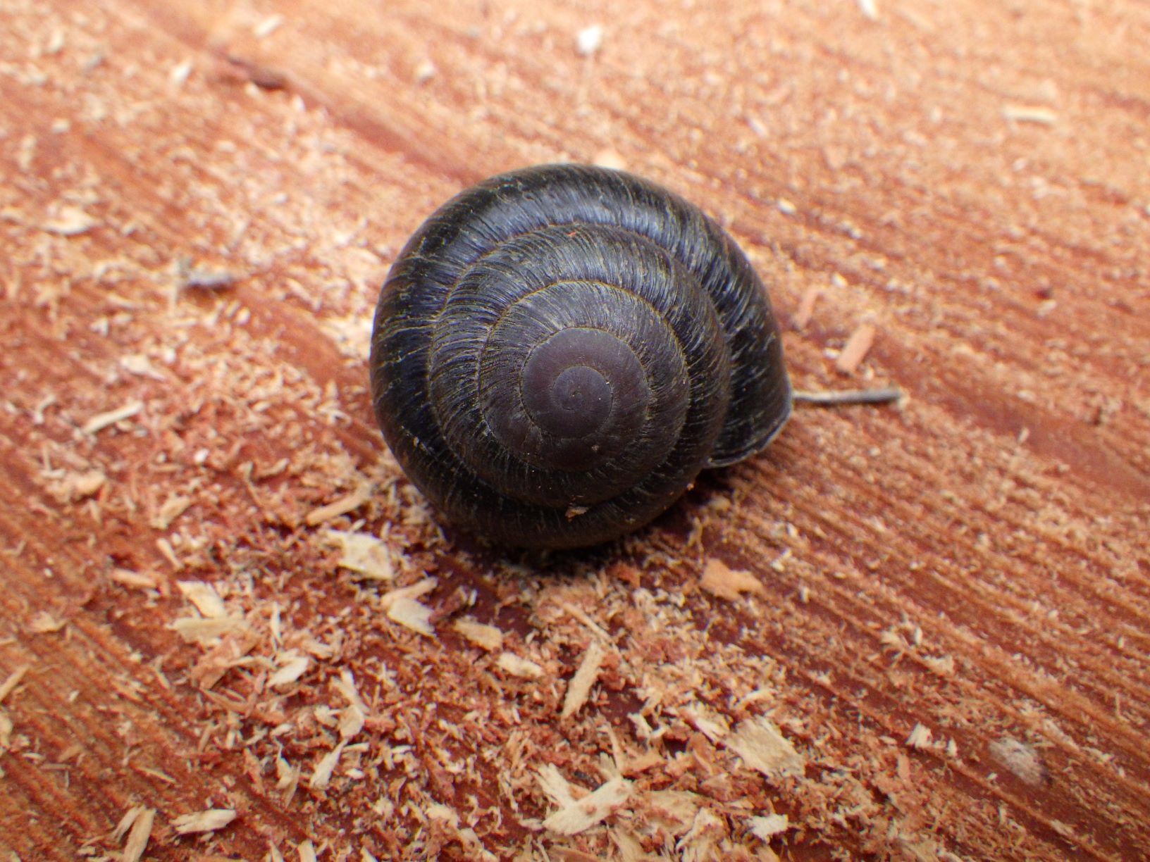 兄島のカタマイマイ