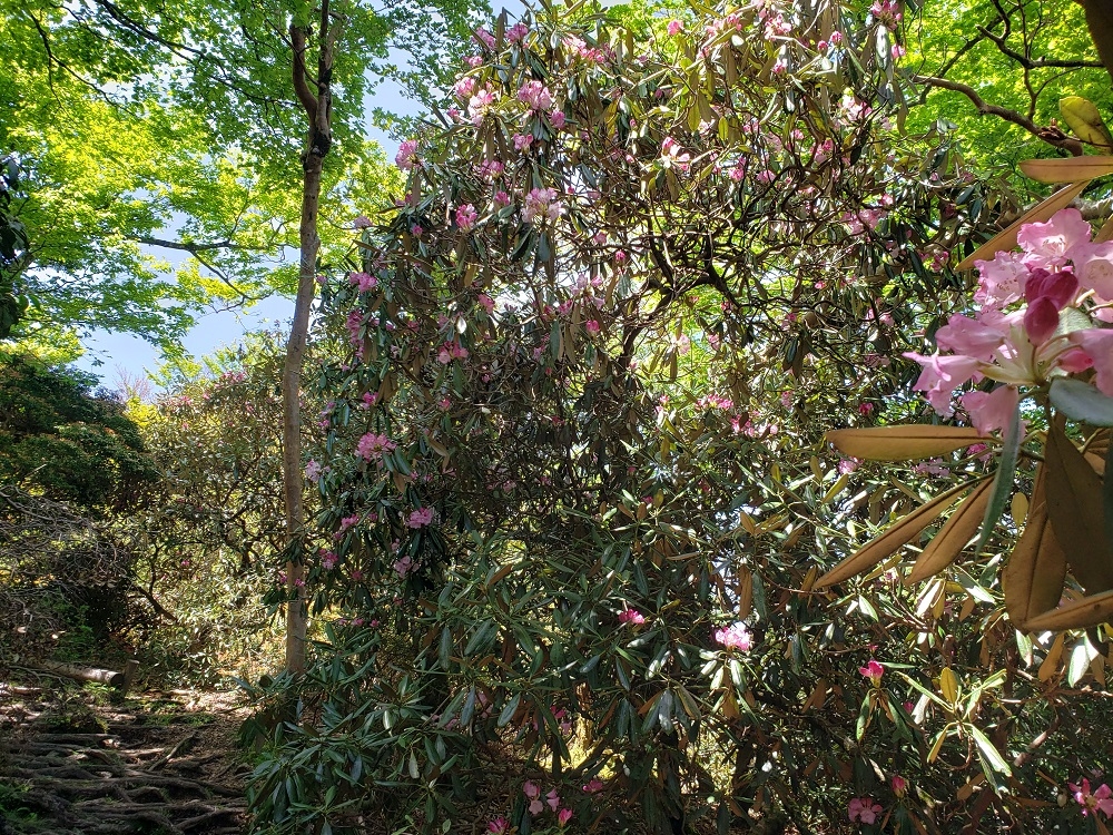 代替えテキスト