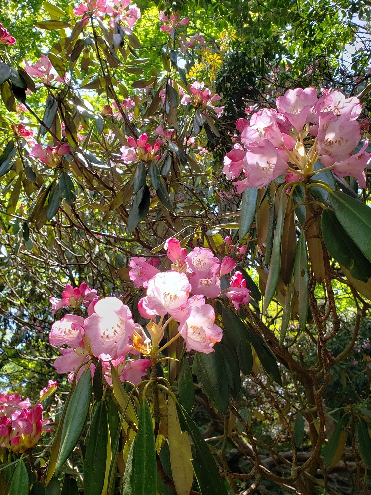 代替えテキスト