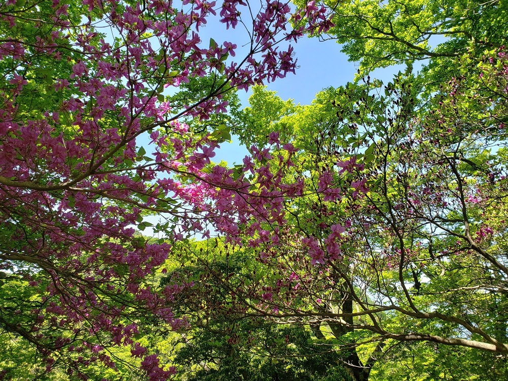 代替えテキスト