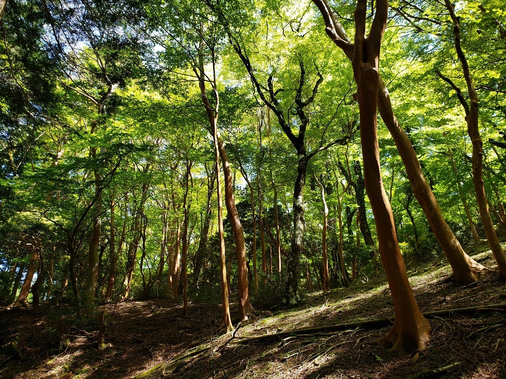 代替えテキスト