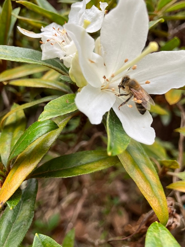 ムニンツツジとミツバチ