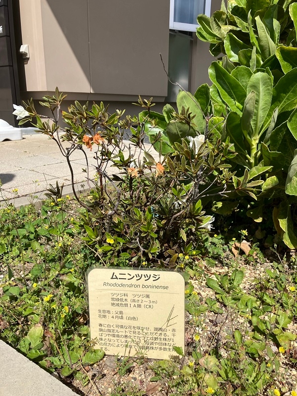 ムニンツツジ_遺産センター前