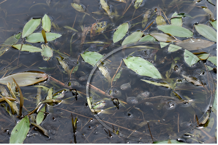 代替えテキスト