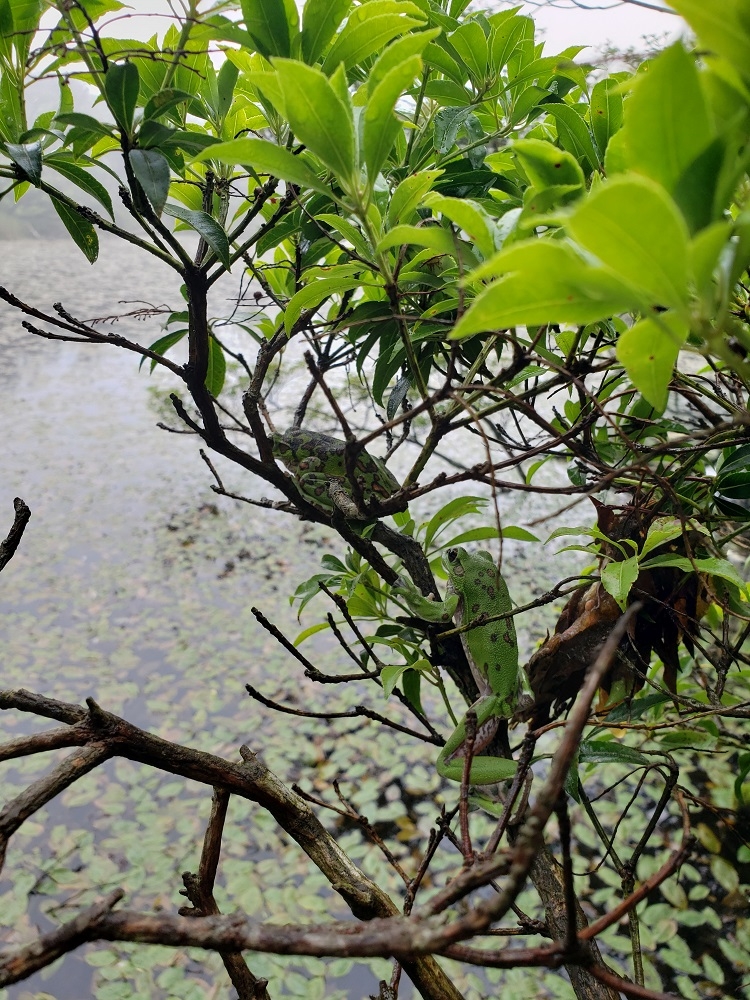 代替えテキスト