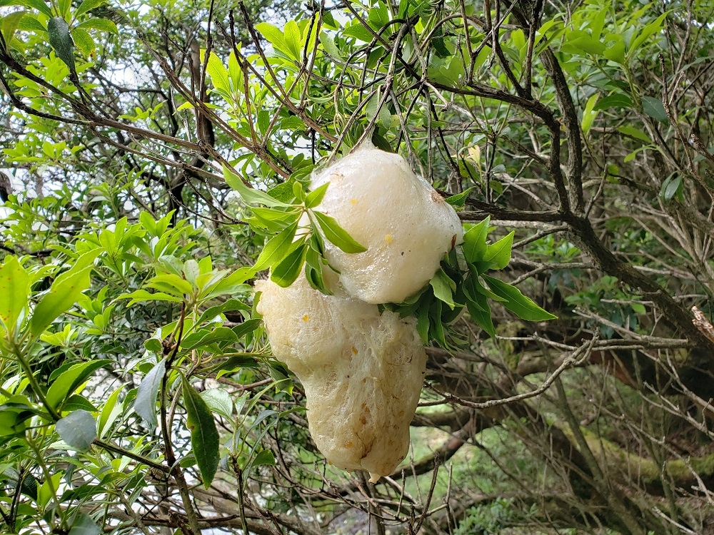 代替えテキスト