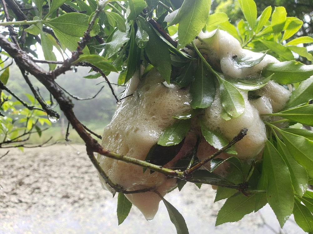 代替えテキスト