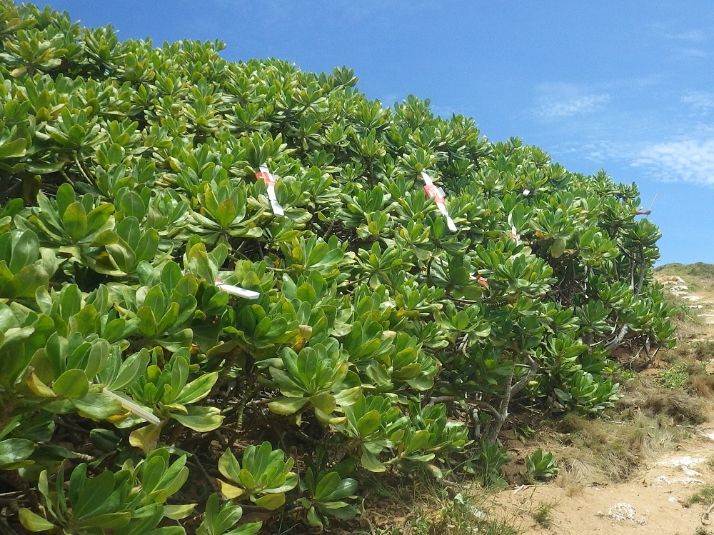 風呂フタを使って設置したアノールトラップ 風呂フタを使って設置したアノールトラップ