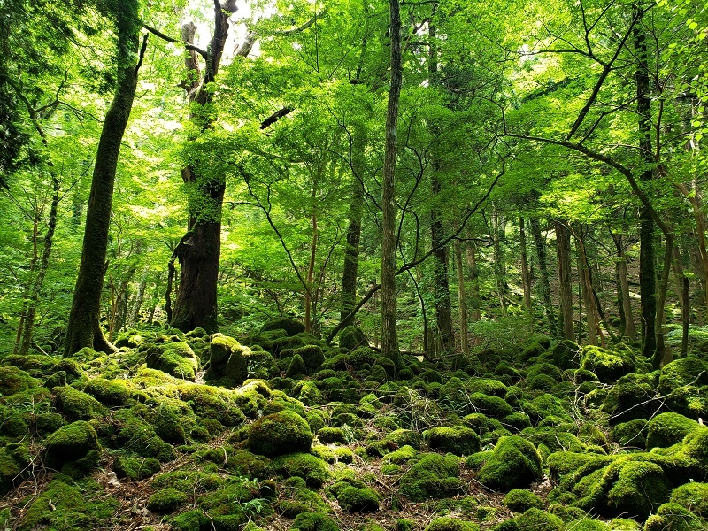 代替えテキスト