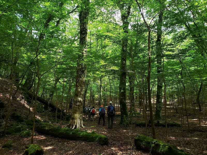 代替えテキスト