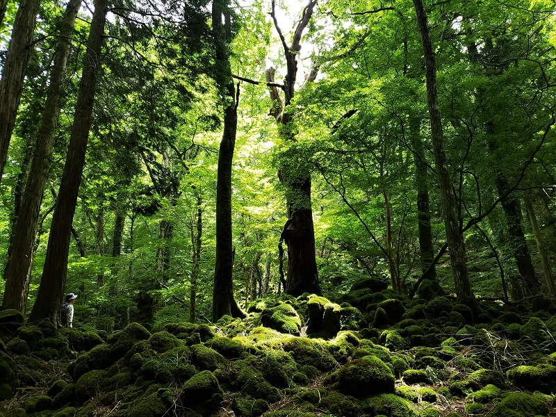 代替えテキスト