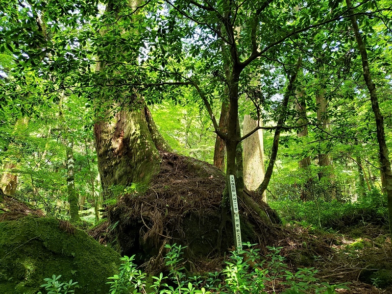 代替えテキスト