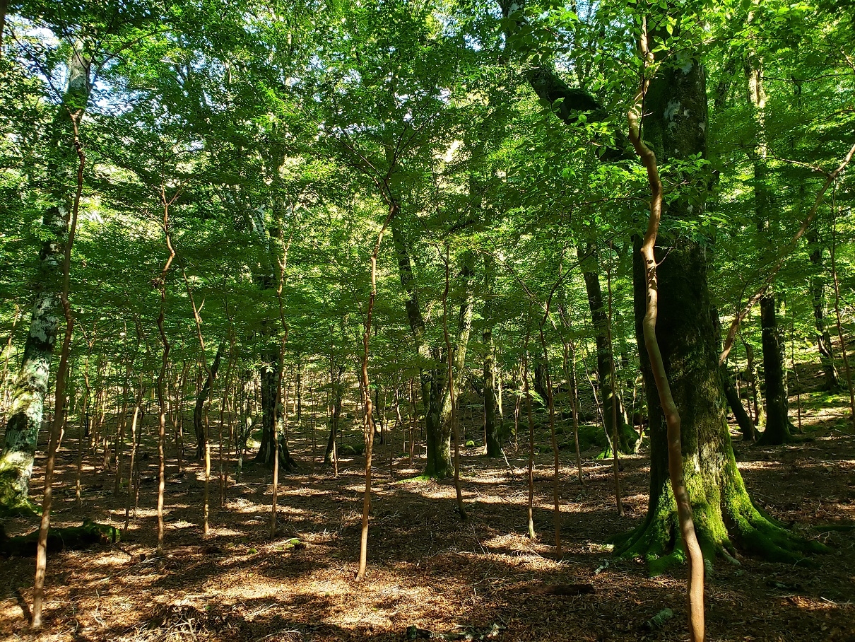 代替えテキスト