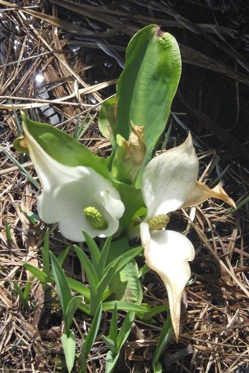双苞ミズバショウ