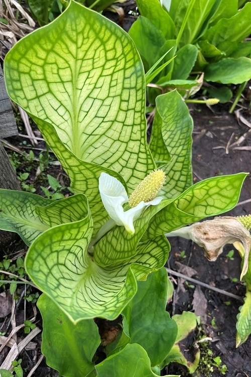 フイリミズバショウ