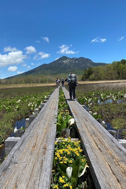 木道から顔を出すリュウキンカ