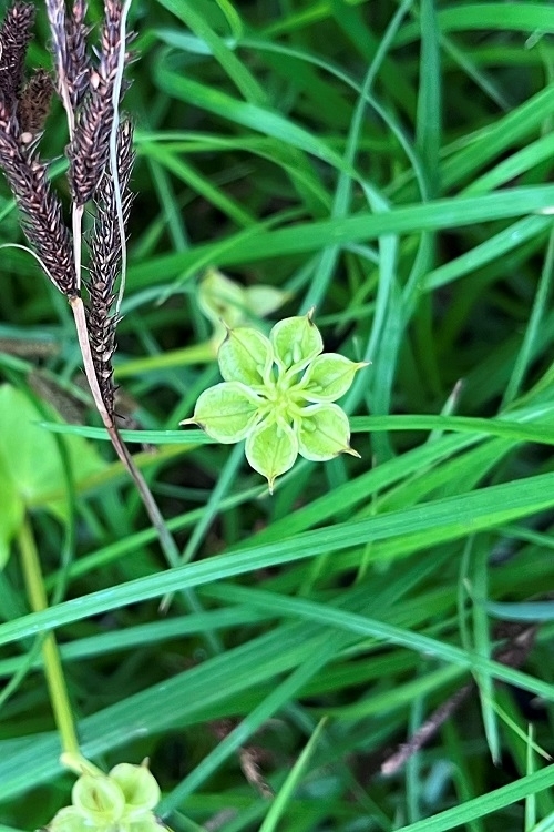 終わりかけのリュウキンカ