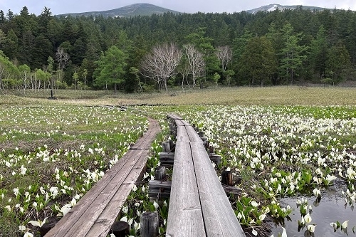 咲き誇るミズバショウ