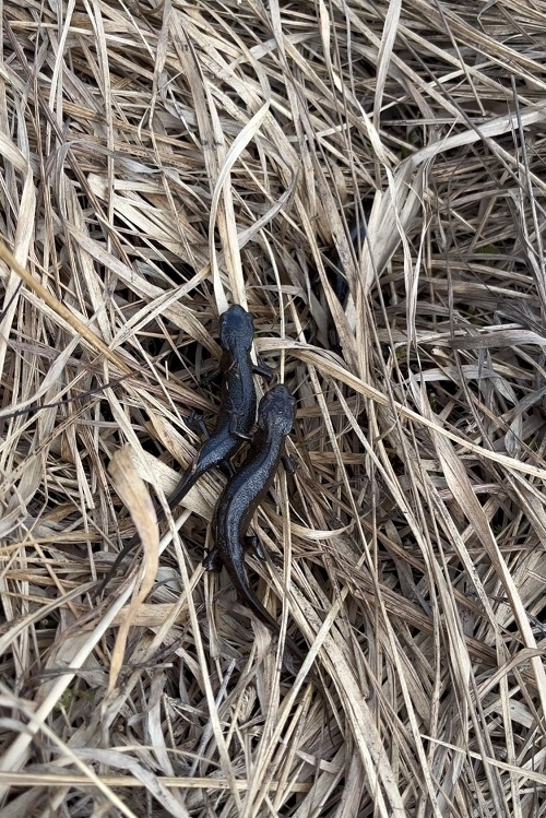 目覚めたばかりのアカハライモリ