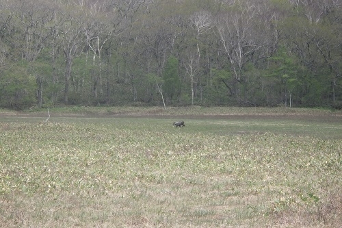 尾瀬ヶ原を散策するカモシカ