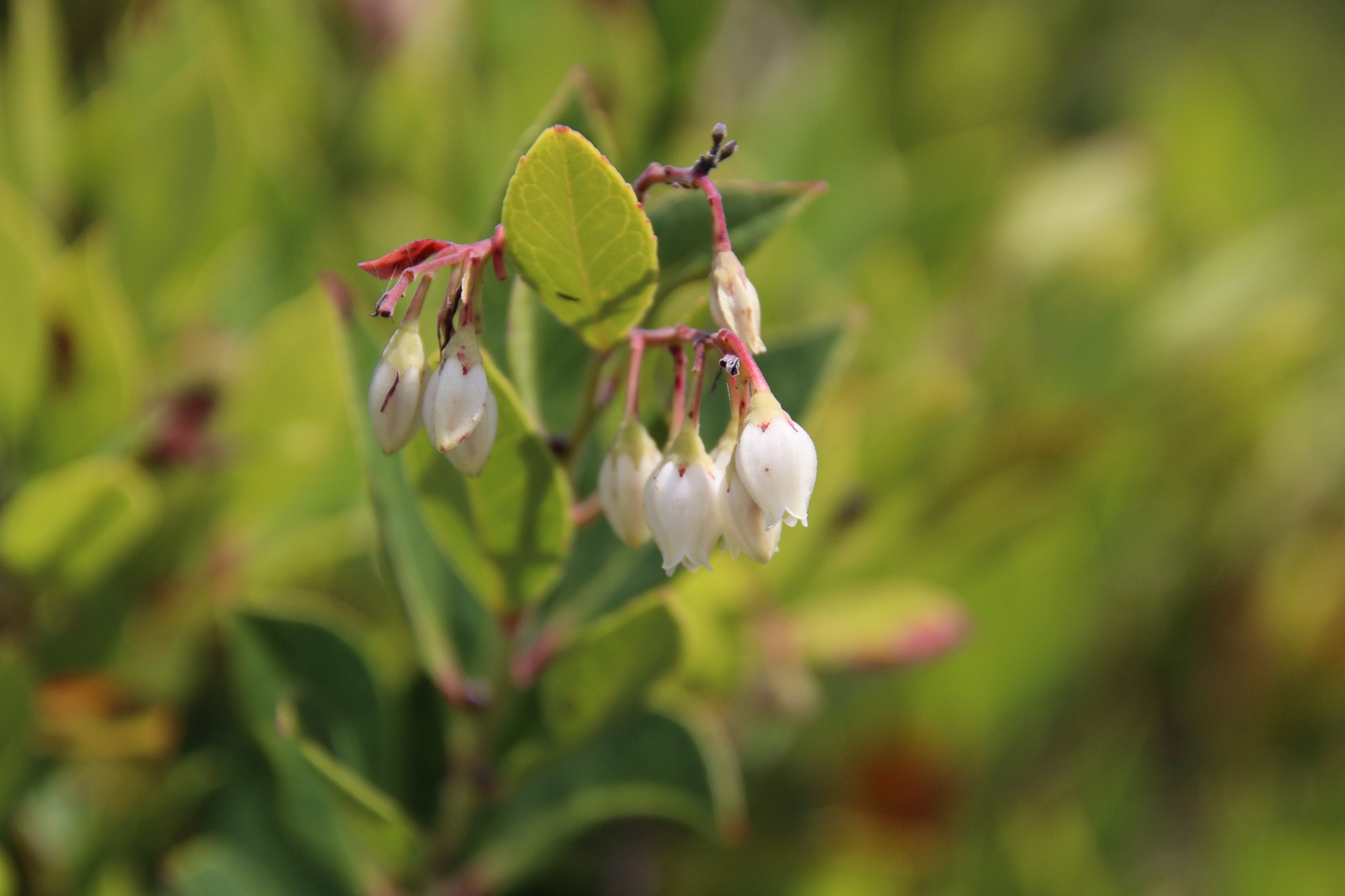 ムニンシャシャンボ（ツツジ科）