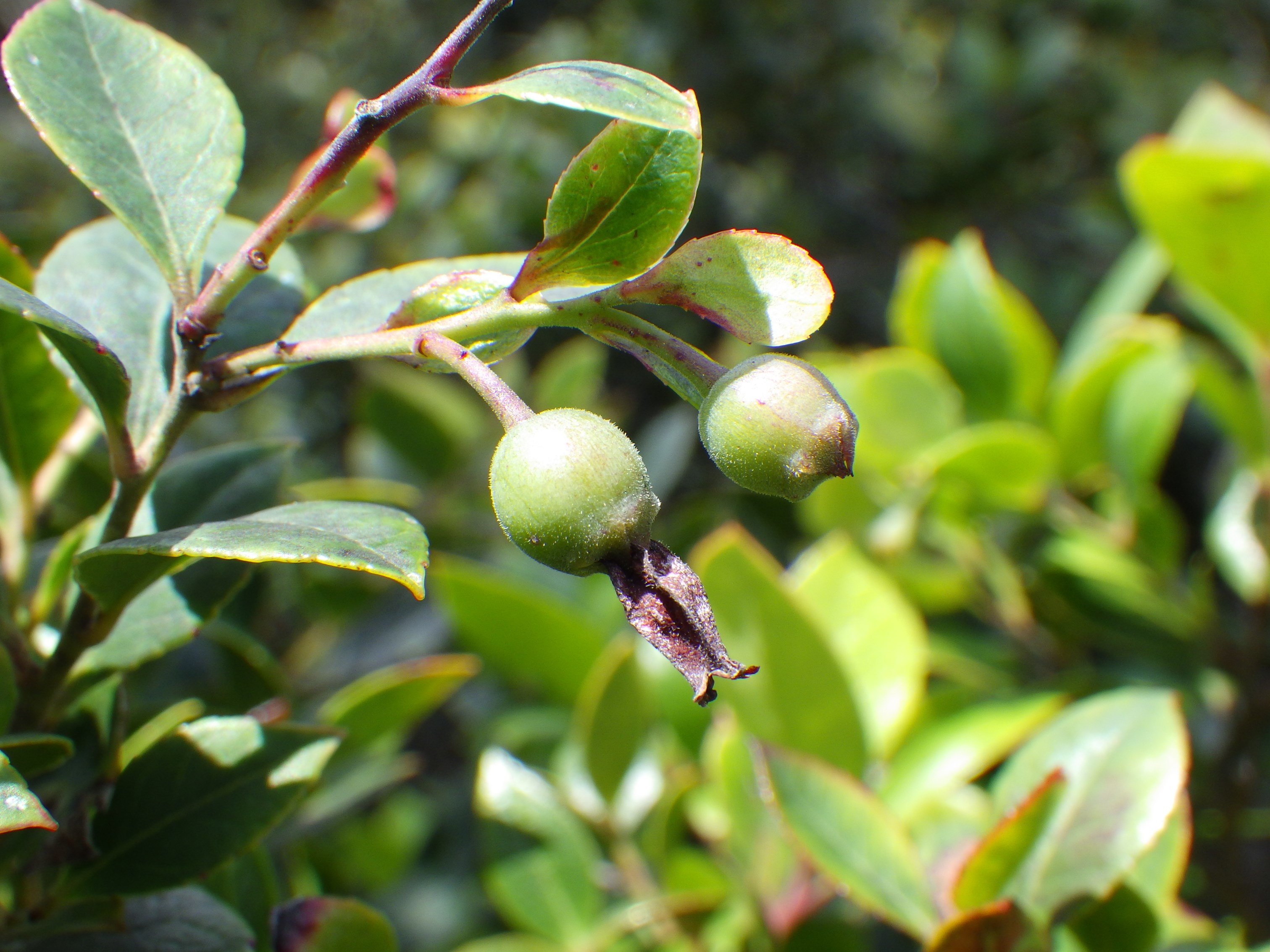ムニンシャシャンボ（ツツジ科）