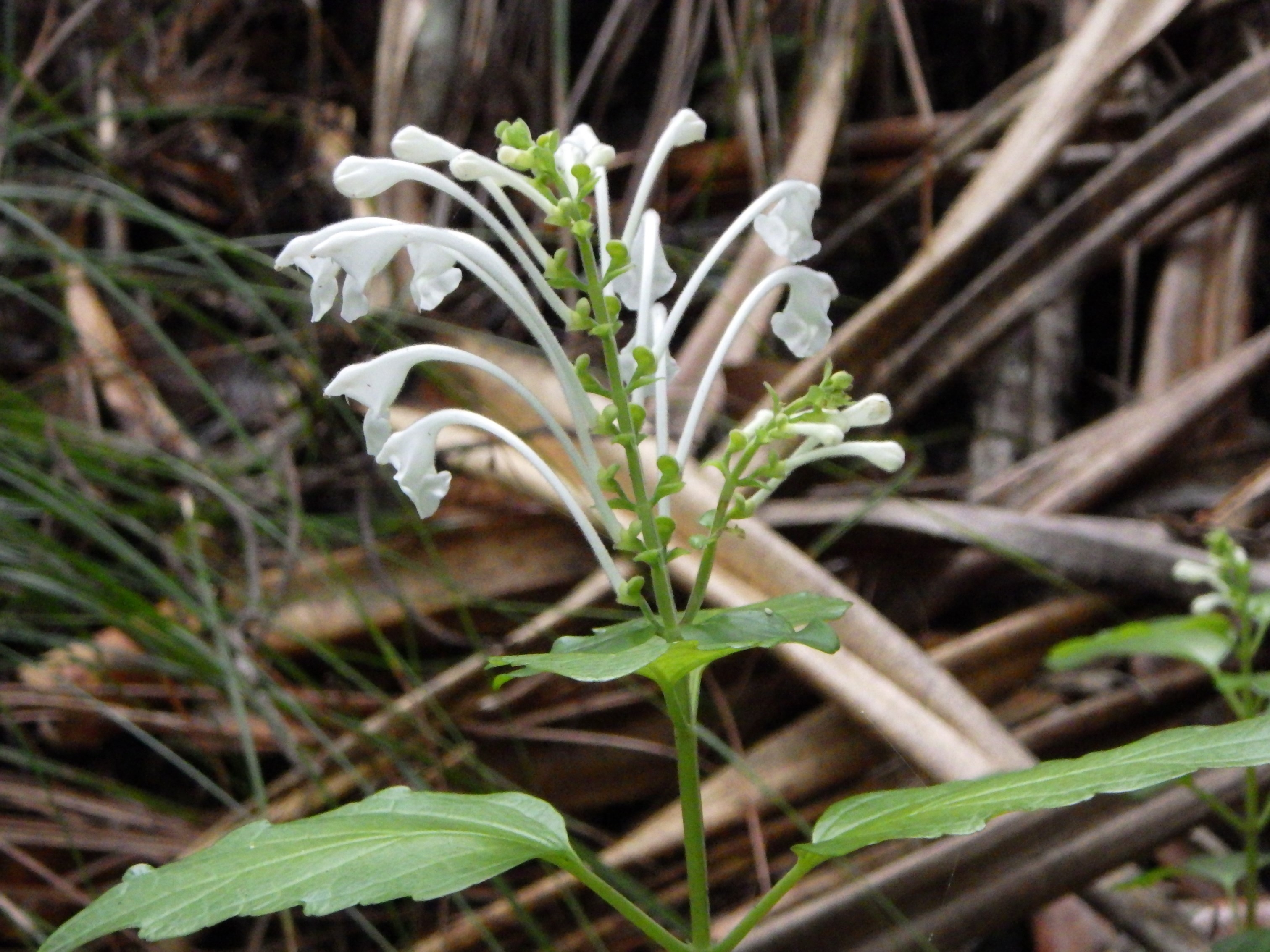 ムニンタツナミソウ（シソ科）