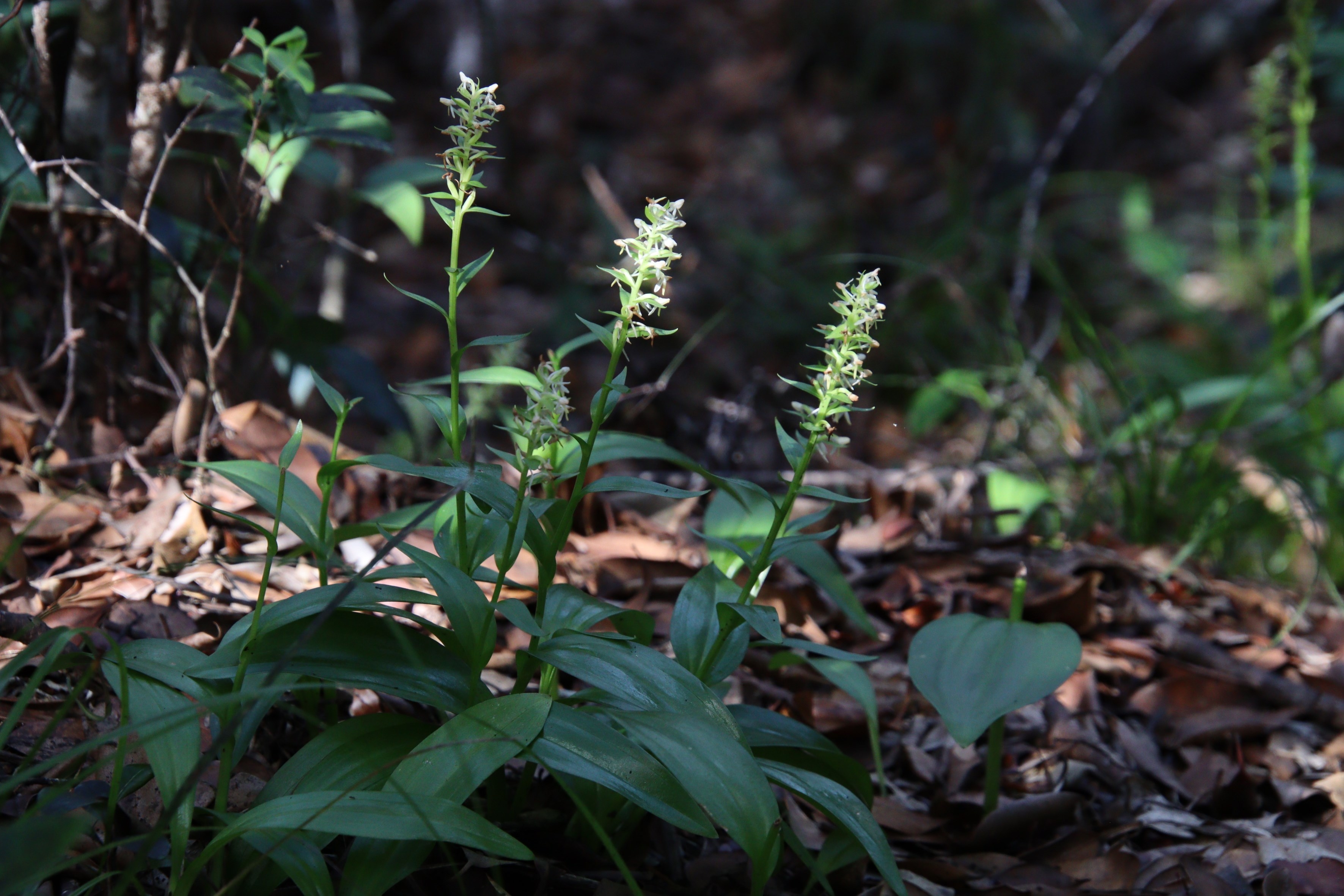 シマツレサギソウ（ラン科）