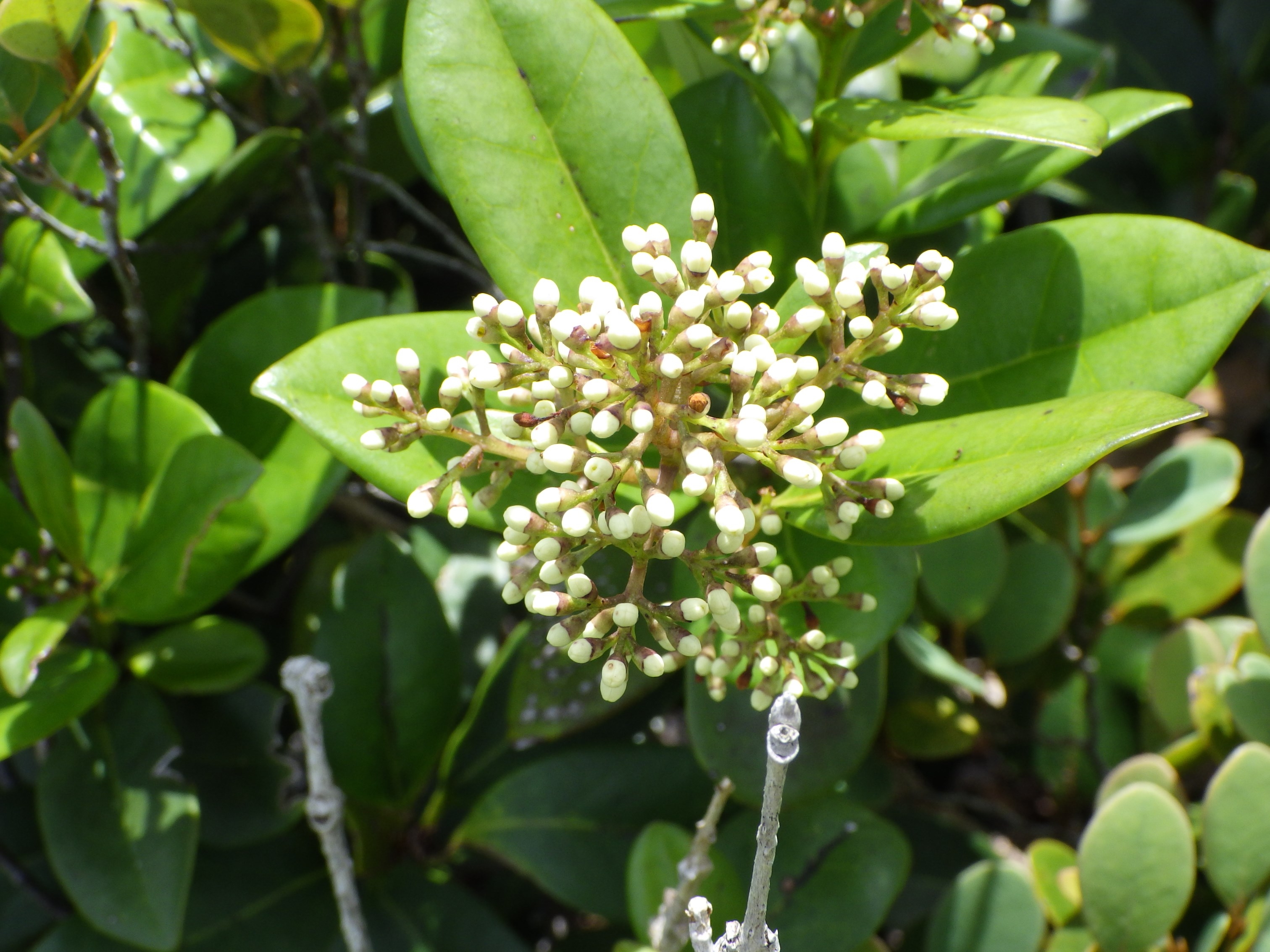 ムニンネズミモチ（モクセイ科）