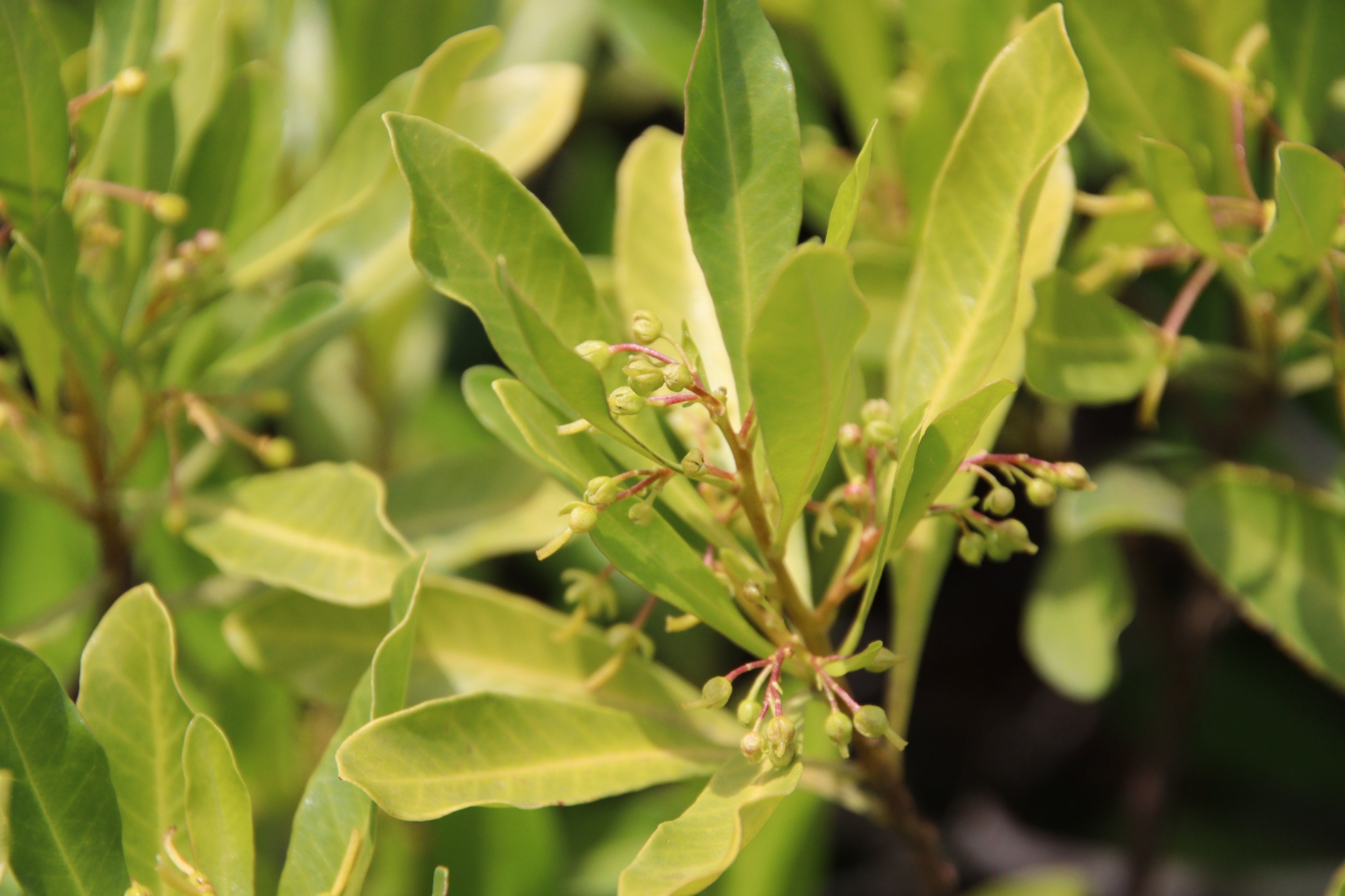 ハウチワノキ（ムクロジ科）