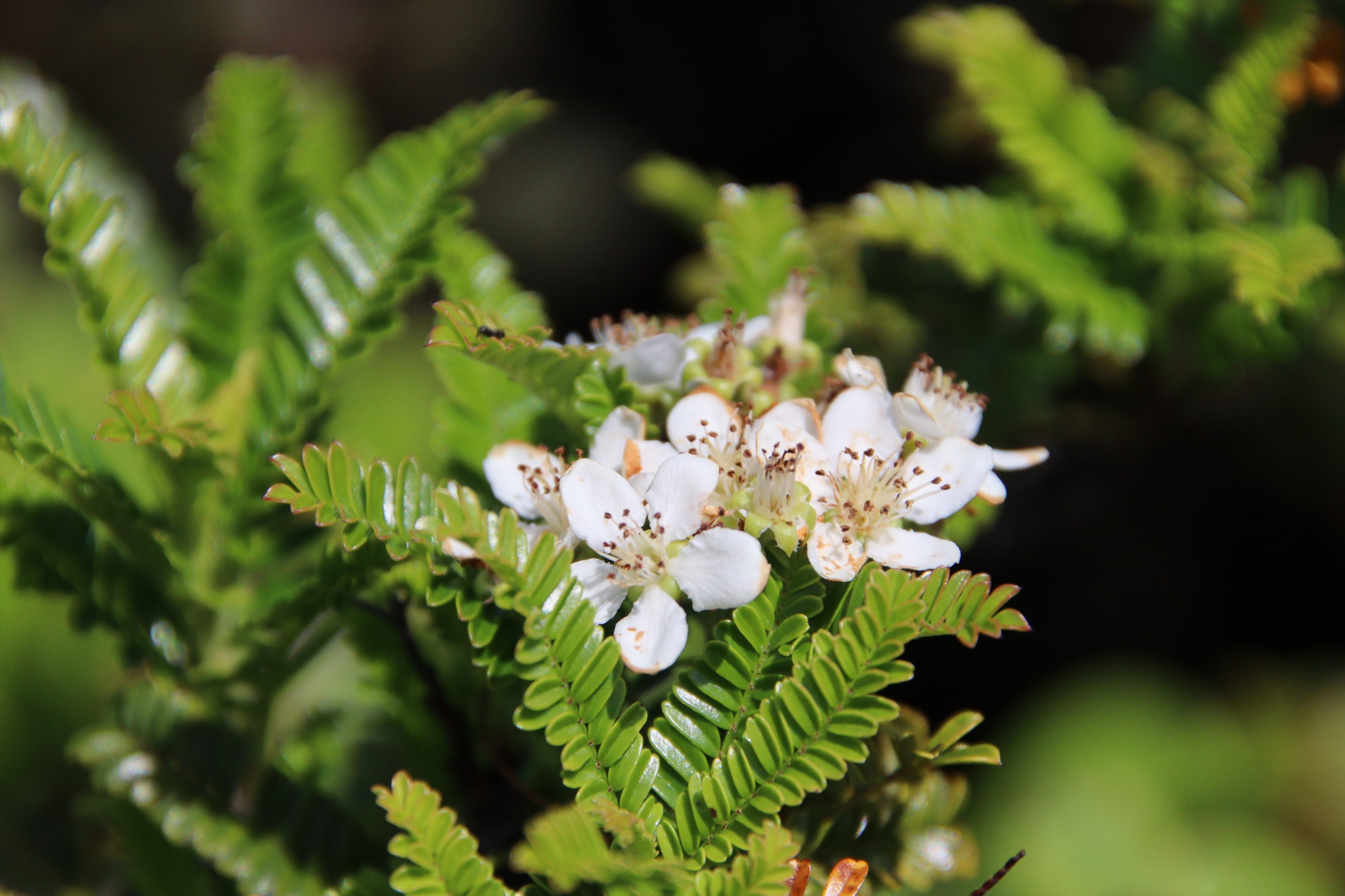 タチテンノウメ（バラ科）