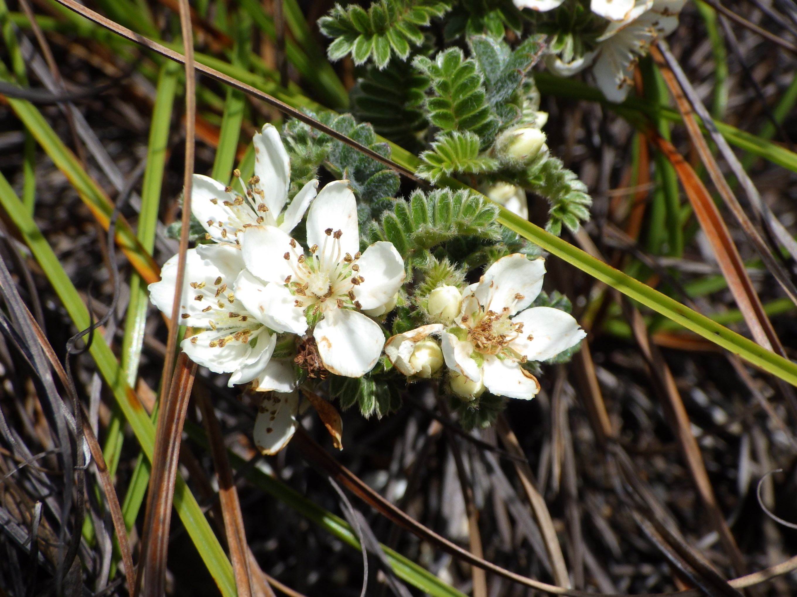 タチテンノウメ（バラ科）