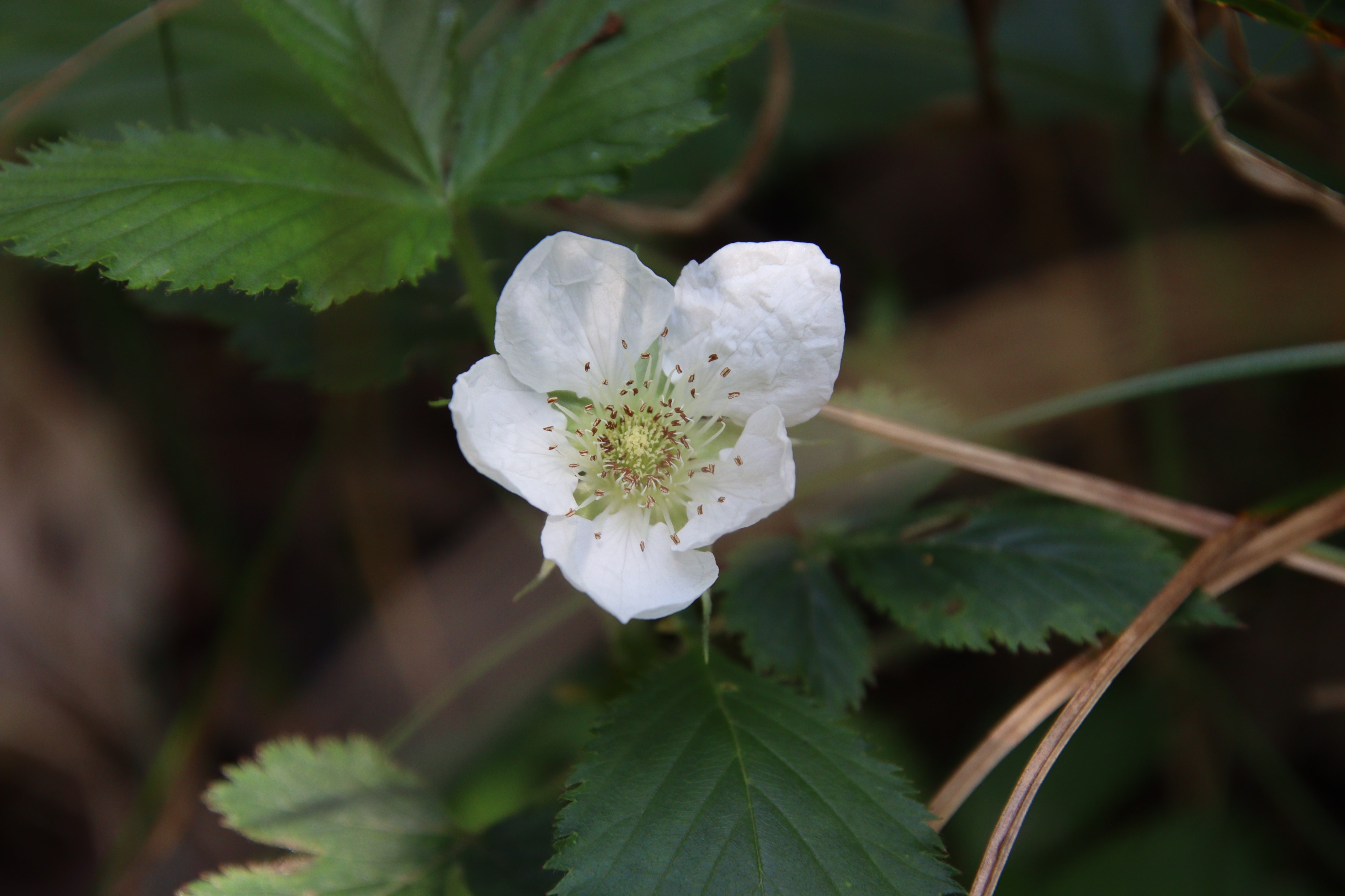 ハチジョウクサイチゴ（バラ科）