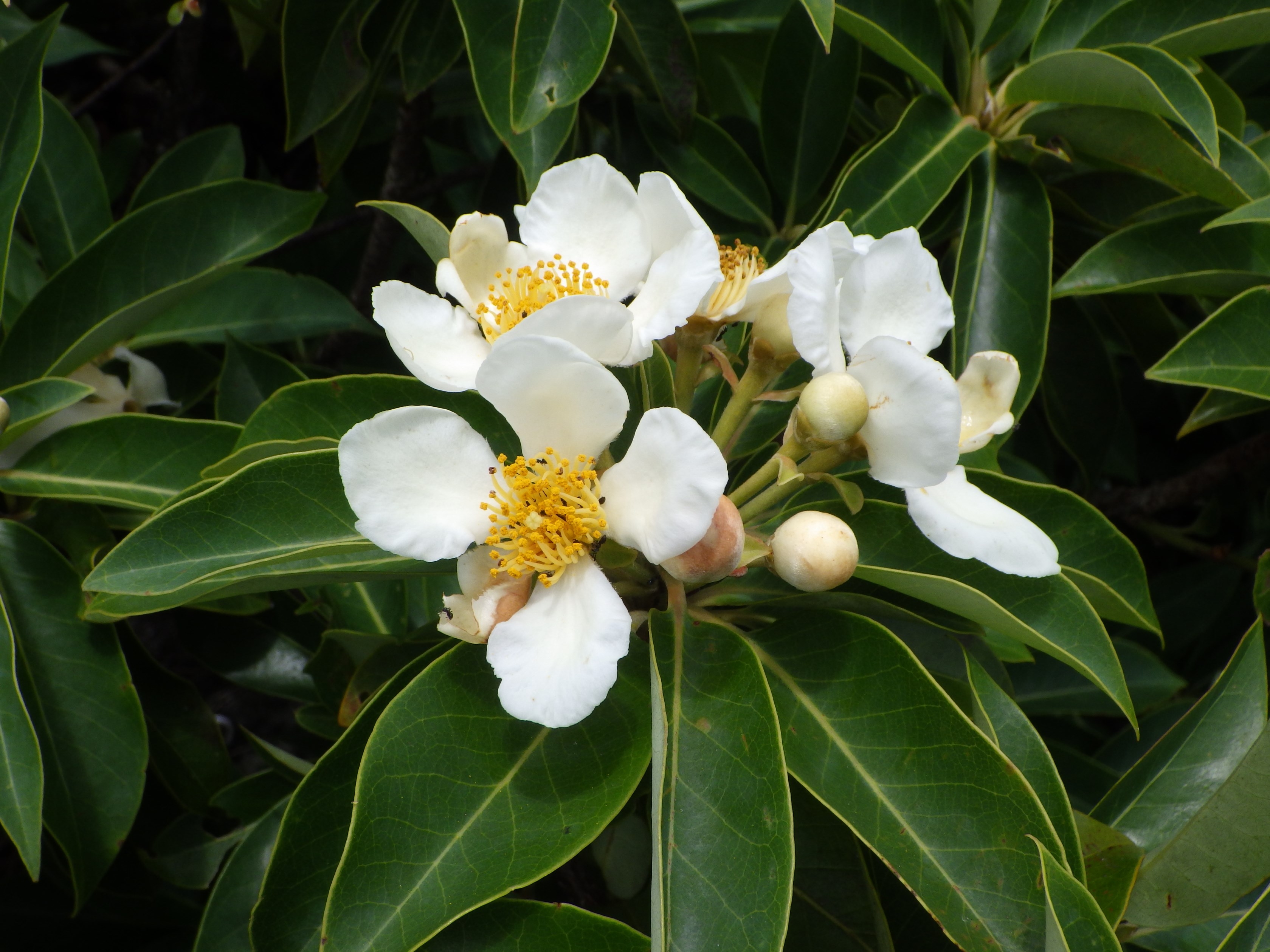 ヒメツバキの花（兄島）