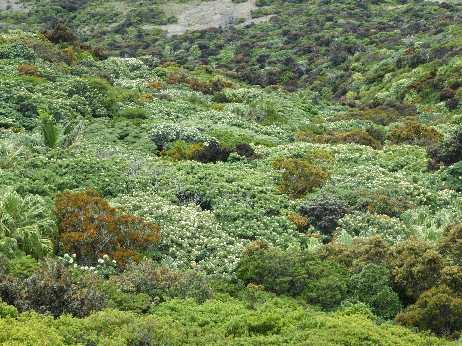 山の斜面の各所に花が（兄島）