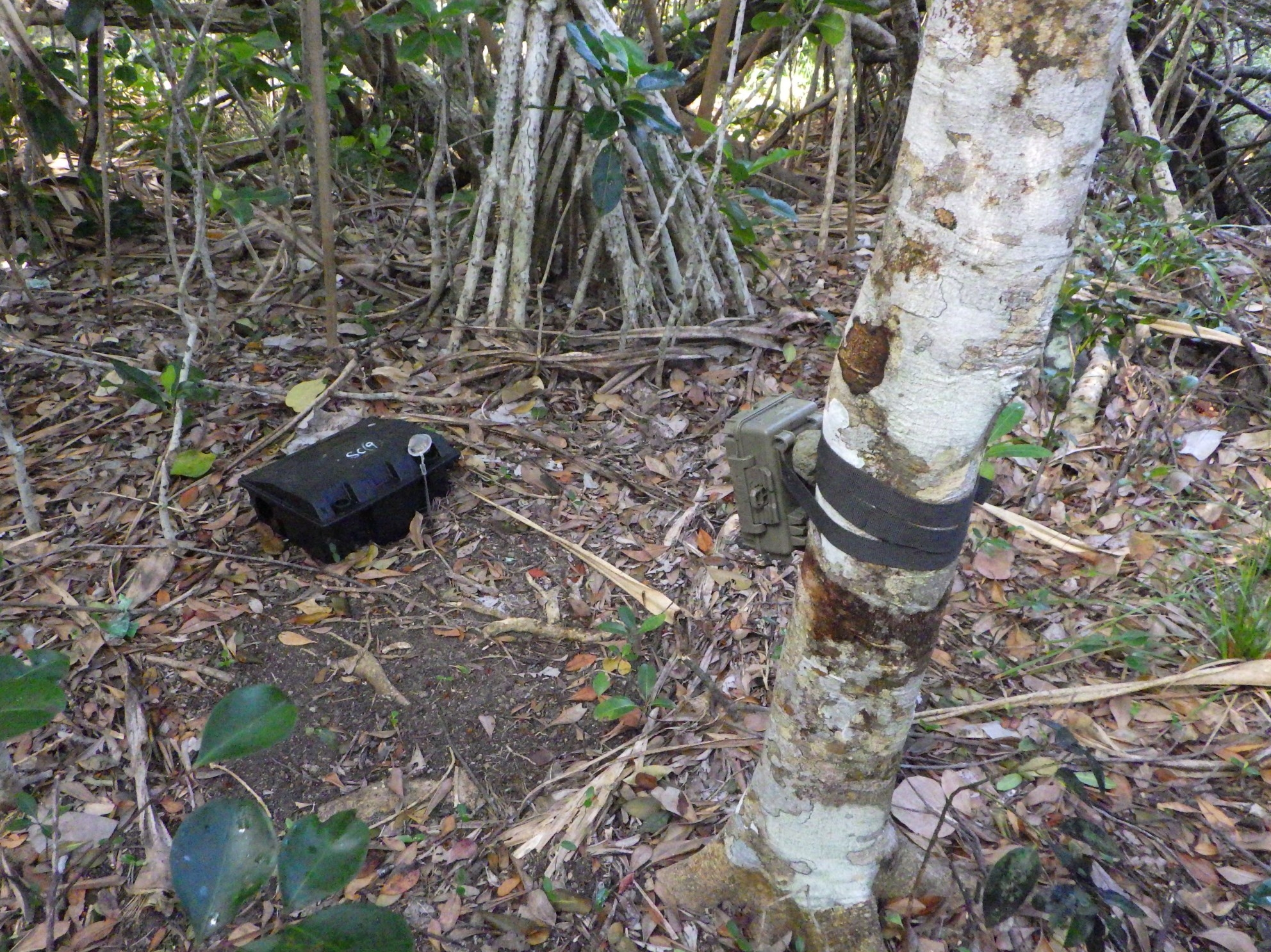 ベイトステーションと、センサーカメラ（兄島）