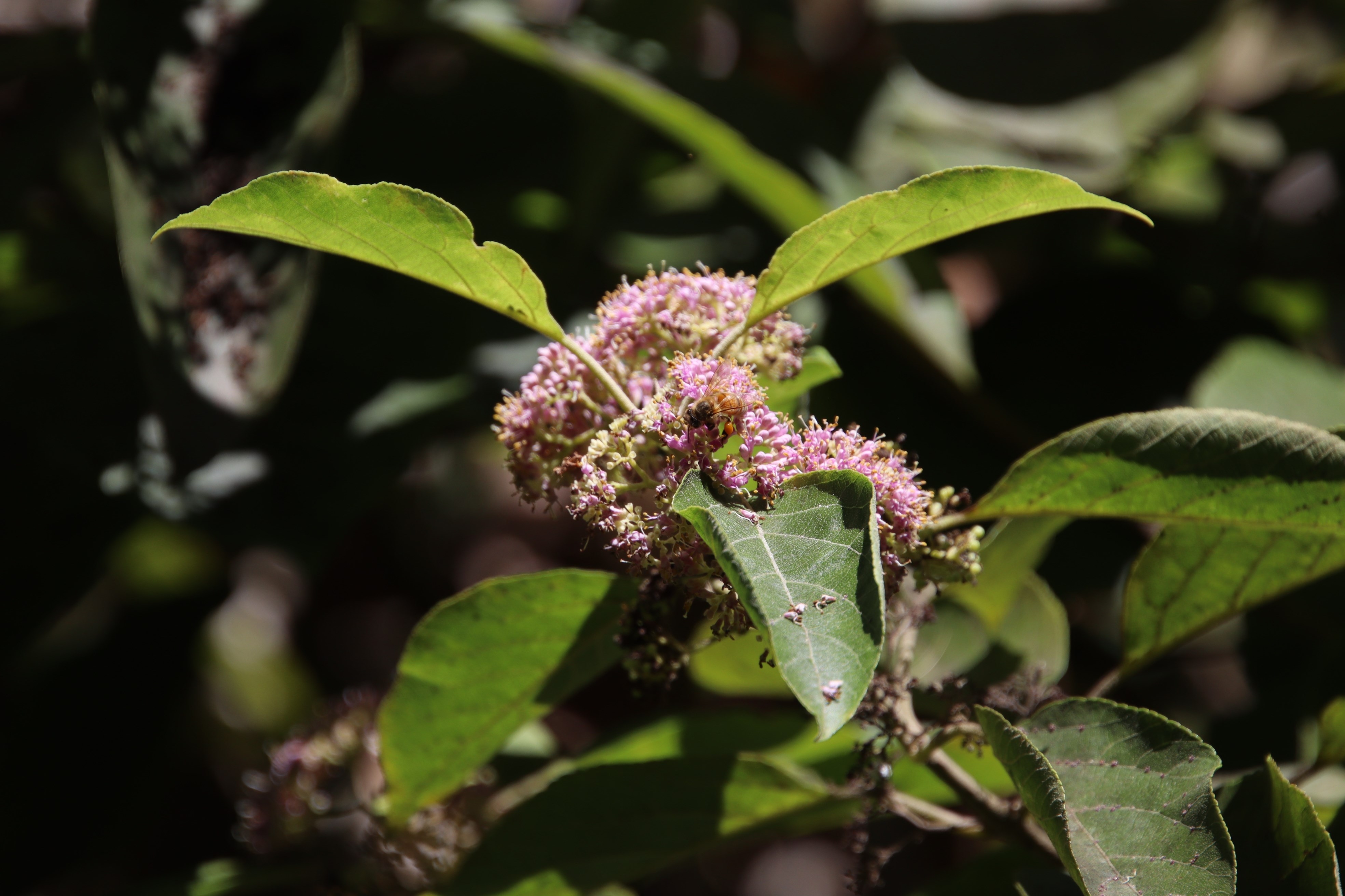 オオバシマムラサキ