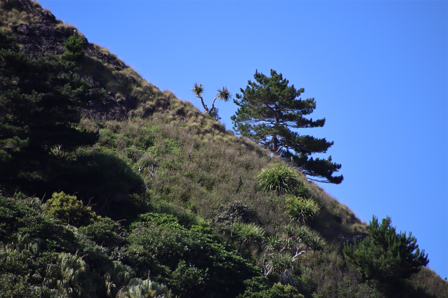 マイマイみたいに見える木