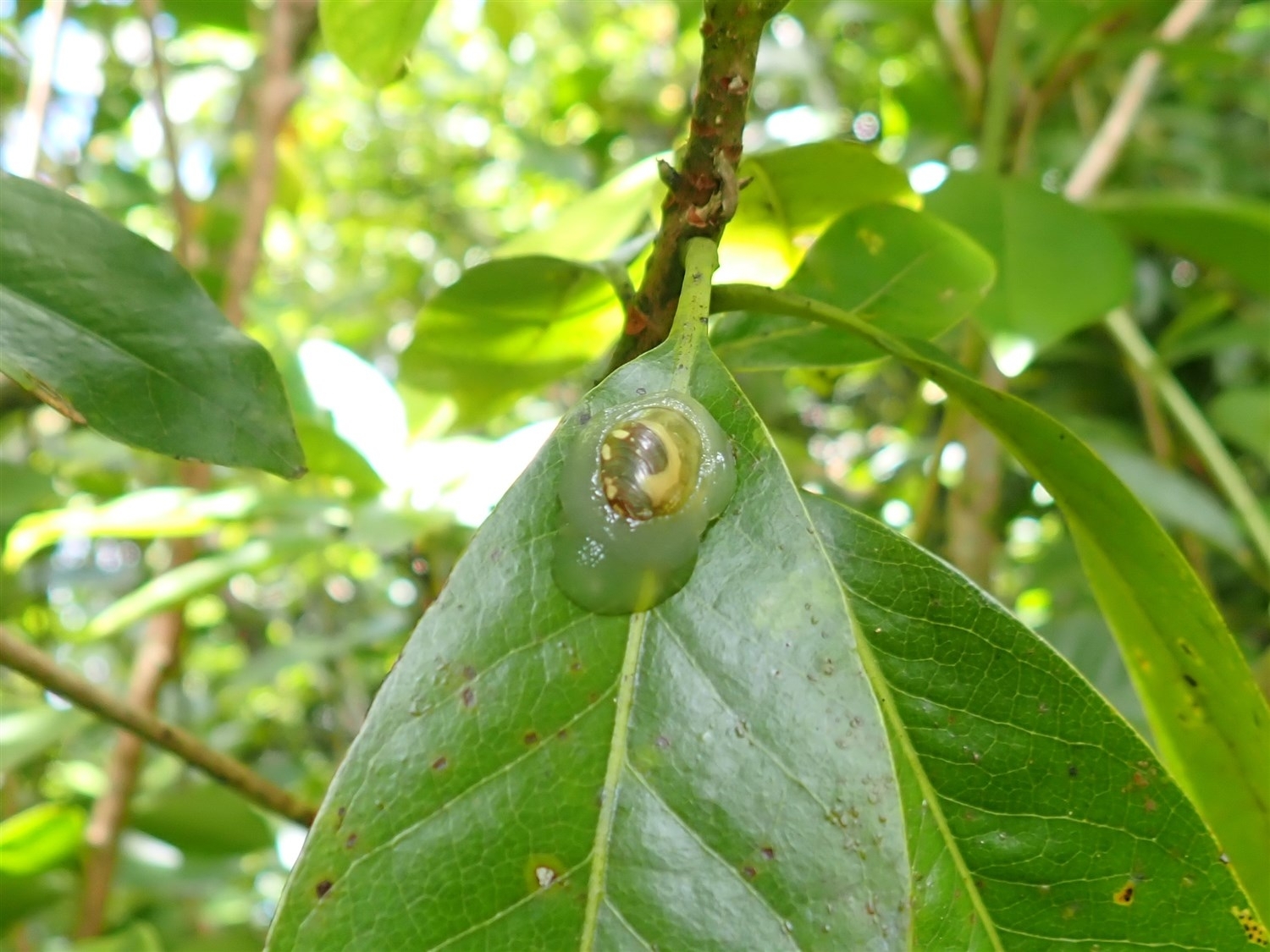 葉の上に付くオガサワラオカモノアラガイ