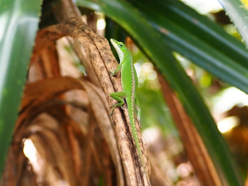 タコノキの葉の上に止まるグリーンアノール(緑色)