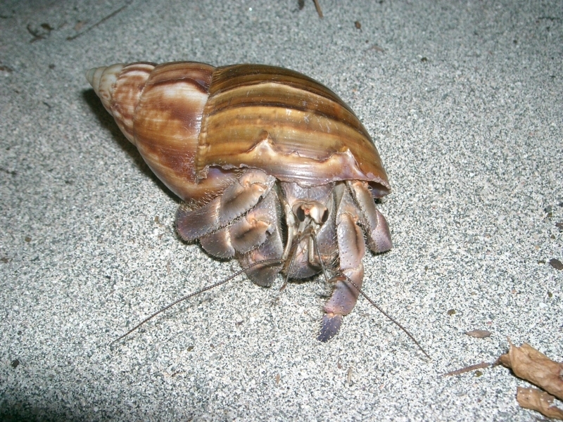 アフリカマイマイの殻を背負ったオカヤドカリ(体色が紫のためムラサキオカヤドカリの仲間か？)がセメントの上で歩いている
