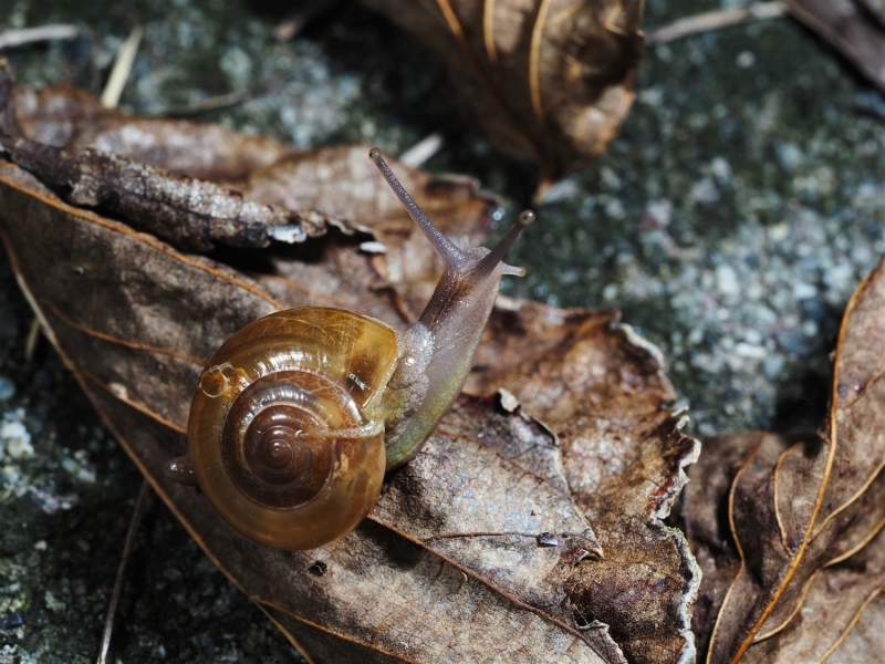 落ち葉の上で顔を出すアジアベッコウマイマイ