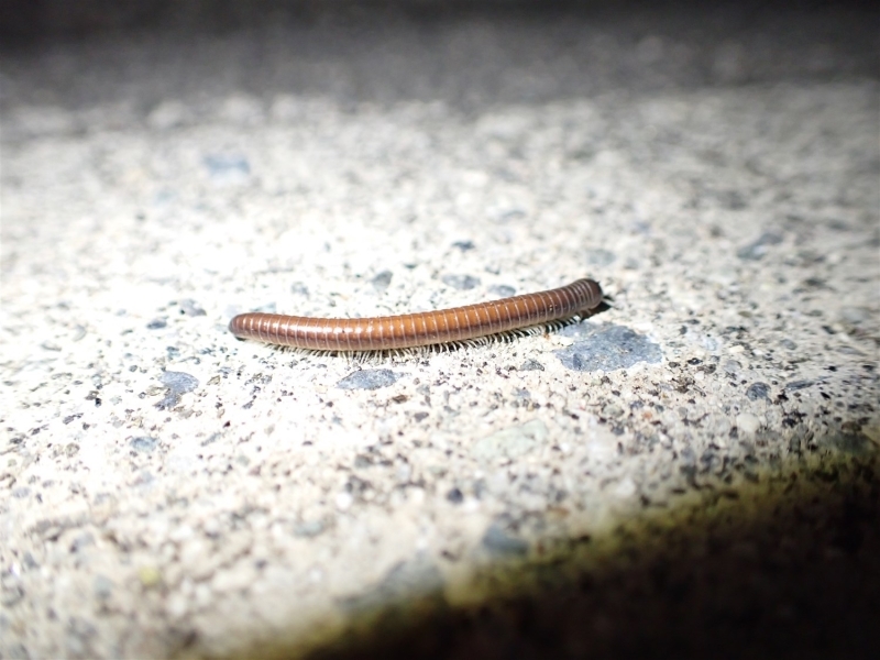 コンクリートの上を歩く茶色い外来ヤスデ