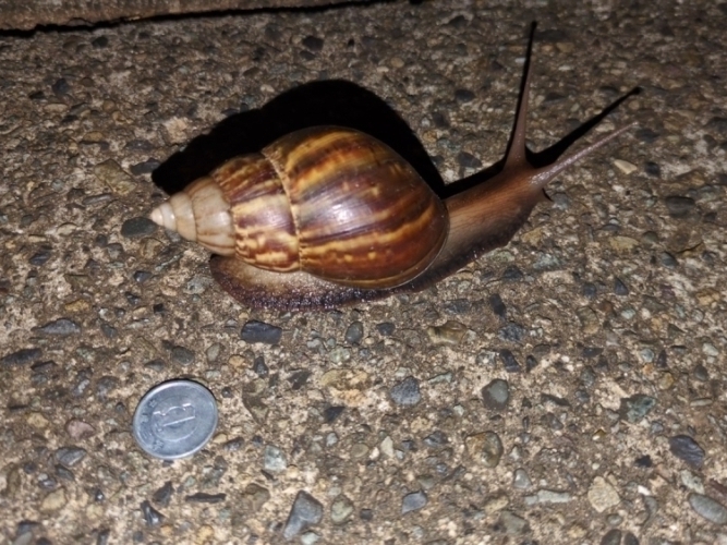 1円玉を地面に置いて比較した、標準的な大きさのアフリカマイマイ。全長は1円玉の6倍ほどに見える。