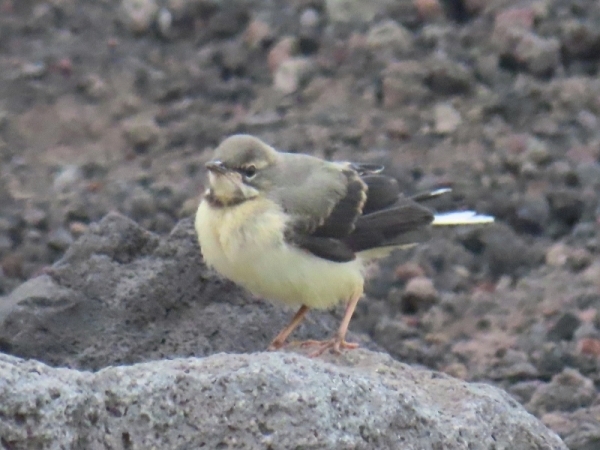 キセキレイ♀ (８月上旬 六合目にて)