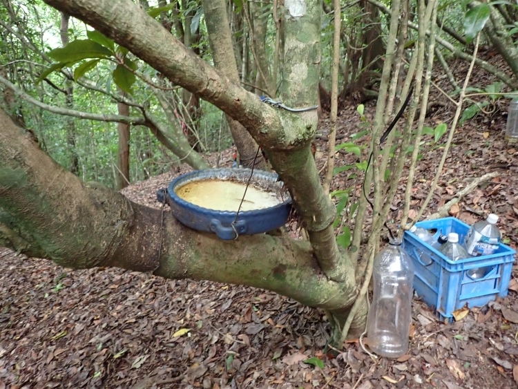 木の根元に近い幹の分岐に取り付けられた、おそらく陶製の大きな皿。給水装置。中に水が張ってある。