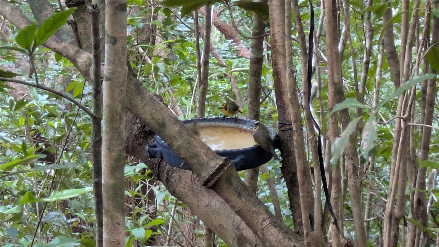給水装置に集まるハハジマメグロ2匹