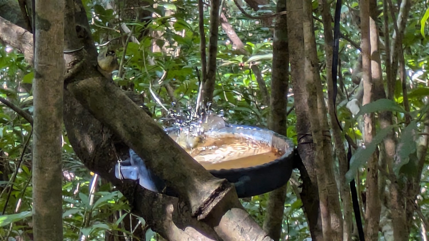 ハハジマメグロ1匹が水浴びをしている。