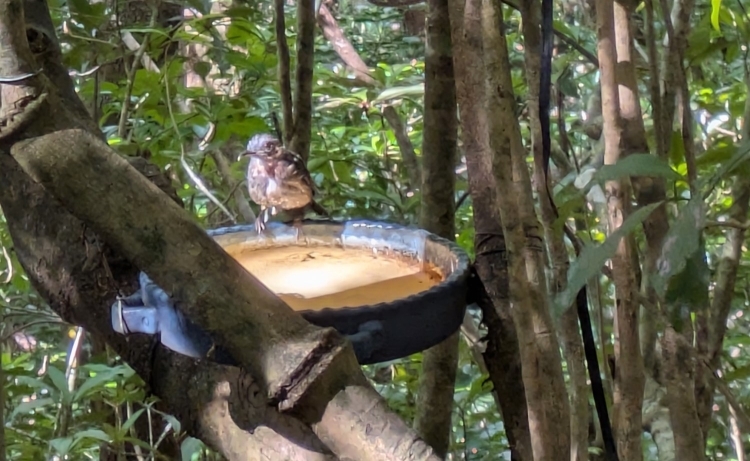 給水装置の縁に留まるオガサワラヒヨドリ